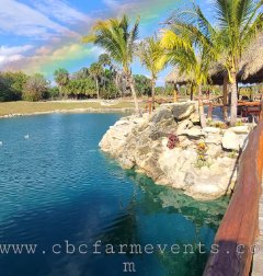Turquoise spring-fed lagoon with palm trees and limestone rock edging